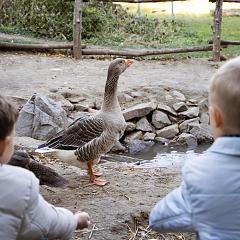 close up kids watching goose
