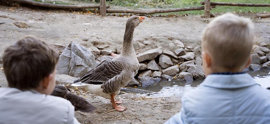 close up kids watching goose